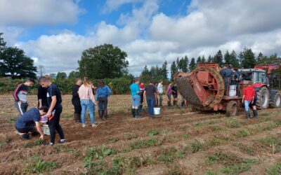 8ème récolte des Patates Solidaires